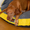 YelloMello-snuggle-dreamer-3