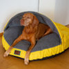 YelloMello-snuggle-dreamer-logo_4