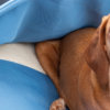 snuggle-dreamer-outdoor-hundehoehle_picknicker-detail-3