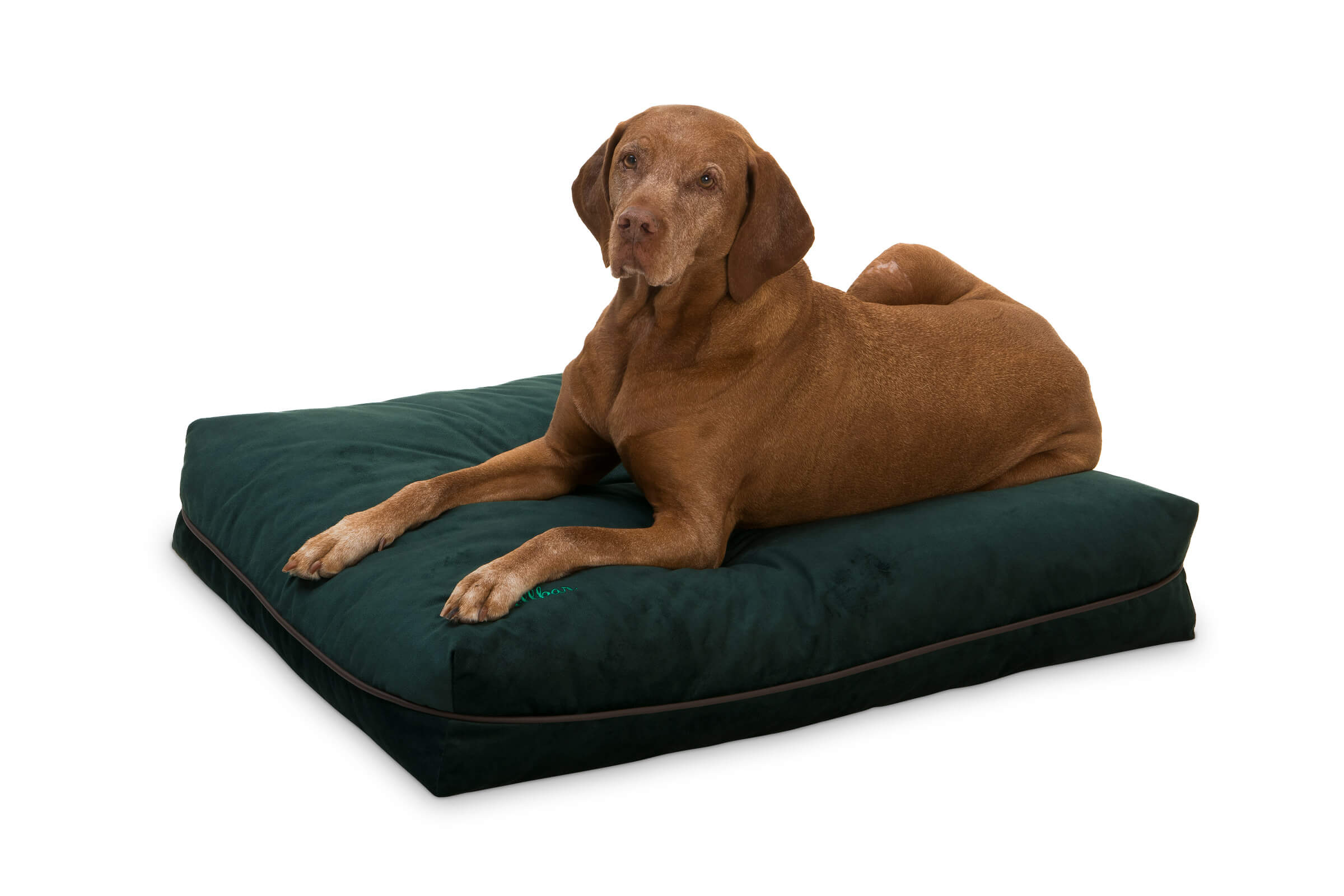 dellbar-dogpillow-Dunkelgrün