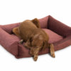 dellbar-dogbed-berry