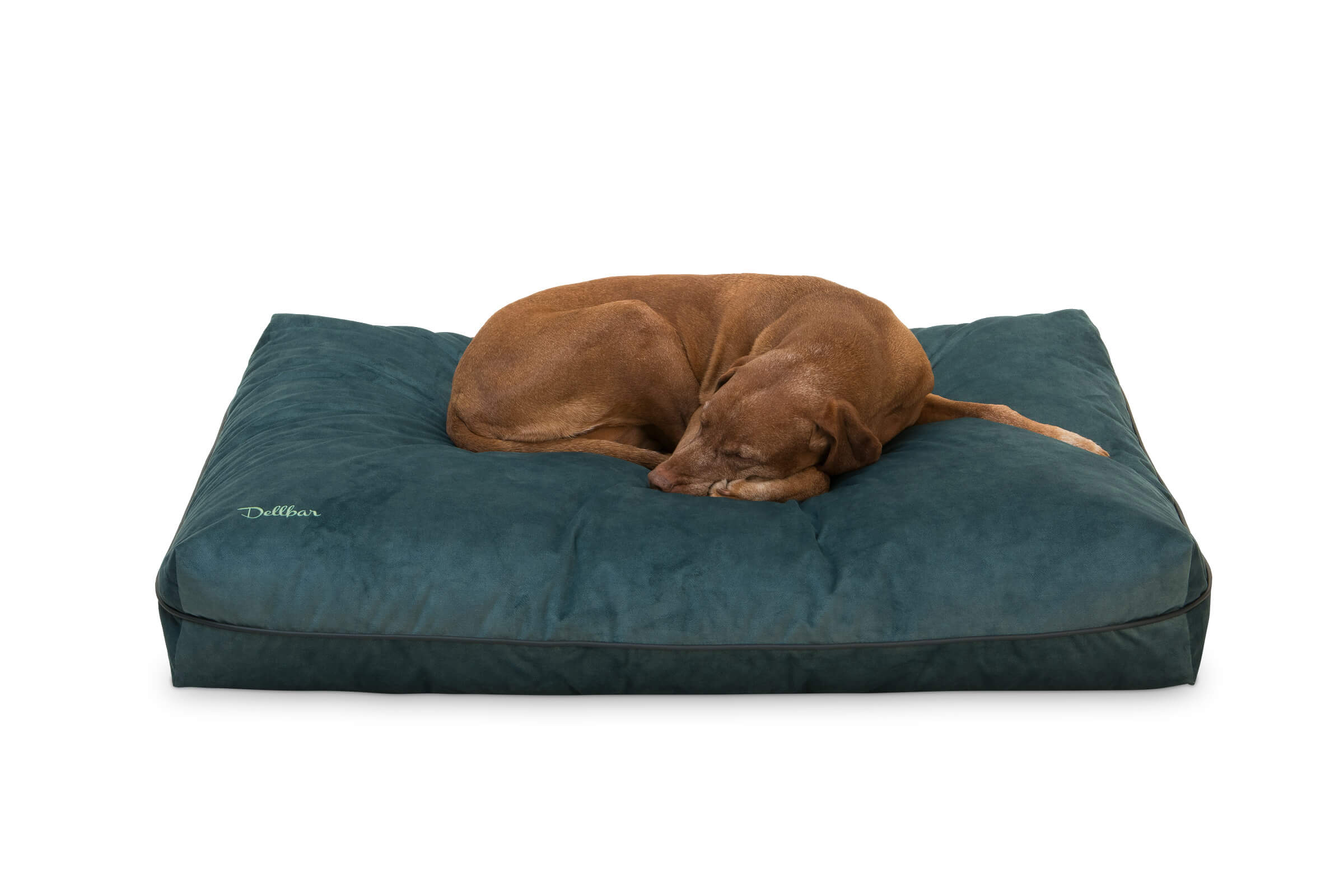 Coussin orthopédique pour chien snuggle dreamer