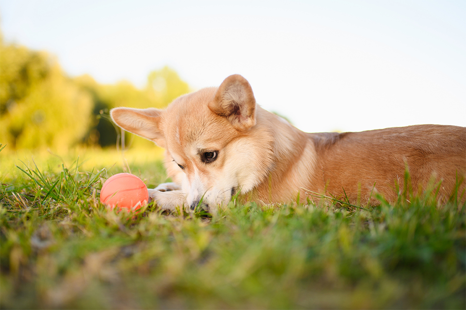 iStock-2185414503_630px