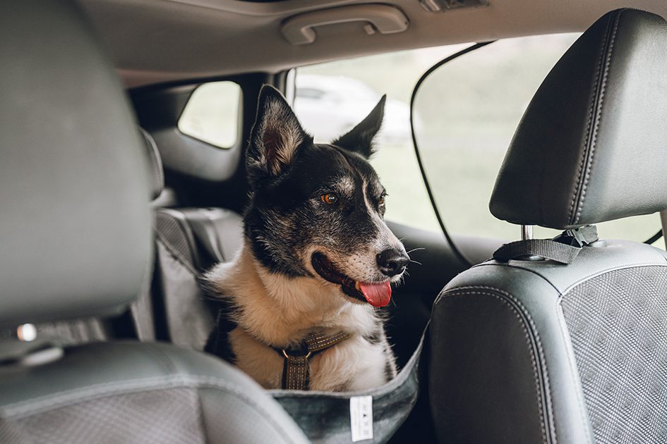 iStock-2169193607_945x630px
